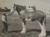 Zuchtstute Garleton Hazel (Clydesdale,  , von Greendykes Lucky Shot)