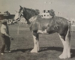 Zuchtstute Garleton Hazel (Clydesdale,  , von Greendykes Lucky Shot)