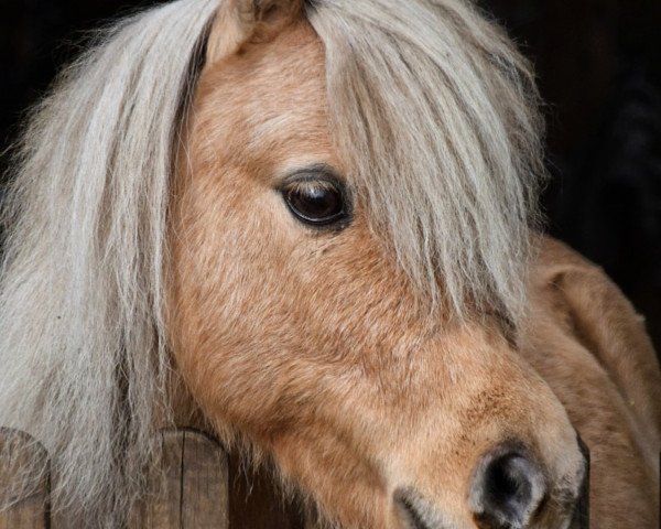 Pferd Bella Luna von der gerlingermühle (Shetland Pony (unter 87 cm), 2012, von Paradox a.d.Westerwald)