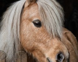 Pferd Bella Luna von der gerlingermühle (Shetland Pony (unter 87 cm), 2012, von Paradox a.d.Westerwald)