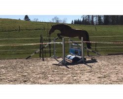 Springpferd Cim V. Saxerriet CH (Schweizer Warmblut, 2012, von Chin Champ)