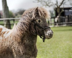 broodmare Papoose vom Leisch (Nederlands Appaloosa Pony, 2016, from Wim von Marschhorst)