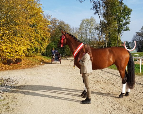 dressage horse Charlene (Austrian Warmblood, 2015, from Lord Leopold 7)