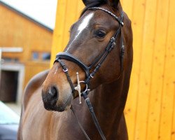 jumper Lady Gaga 47 (Hanoverian, 2015, from Lord Pizarro)