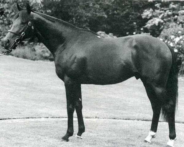 stallion Electric xx (Thoroughbred, 1979, from Blakeney xx)