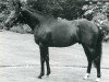 stallion Electric xx (Thoroughbred, 1979, from Blakeney xx)