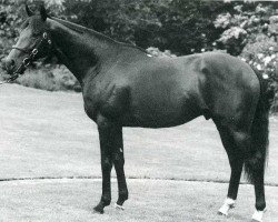 stallion Electric xx (Thoroughbred, 1979, from Blakeney xx)