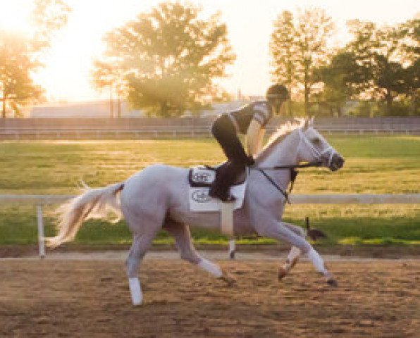 stallion Hansen xx (Thoroughbred, 2009, from Tapit xx)