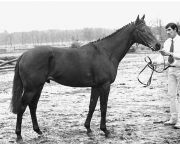 stallion Dr. Bulasco xx (Thoroughbred, 1984, from Sexton Blake xx)