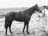 stallion Dr. Bulasco xx (Thoroughbred, 1984, from Sexton Blake xx)
