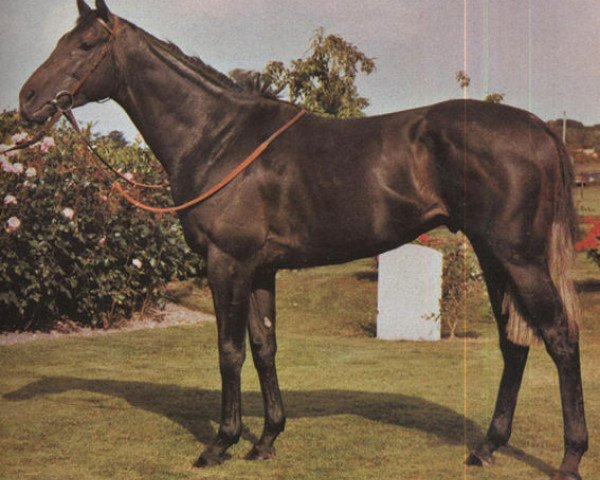 stallion Sexton Blake xx (Thoroughbred, 1975, from Blakeney xx)