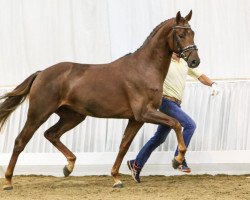 dressage horse Quick Success (Hanoverian, 2017, from Quantensprung 3)