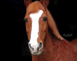 Pferd Sheila 310 (Trakehner,  )