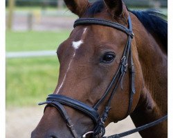 broodmare Rockwell's Rolexa (Westphalian, 2003, from Rockwell)