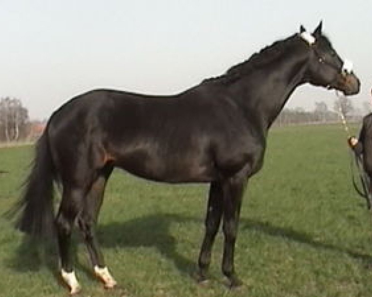 stallion Orsetto xx (Thoroughbred, 1994, from Chief Singer xx)