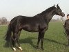 stallion Orsetto xx (Thoroughbred, 1994, from Chief Singer xx)