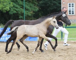 dressage horse Nichts ist unmöglich (German Riding Pony, 2017, from Nancho's Golden Star)