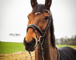 dressage horse Pablo (German Sport Horse, 2005, from Pius)