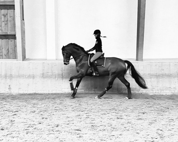 dressage horse Don Rousseau 3 (Hanoverian, 2014, from Don Nobless)