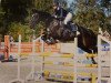 jumper Cosmic One (Oldenburg show jumper, 2010, from Casall)