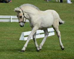 horse Klosterhof's Jella Baroness (Fjord Horse, 2014, from Illmo)