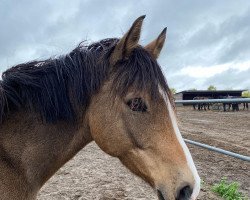 dressage horse Cadeau de luxe (German Riding Pony,  , from FS Champion de Luxe)