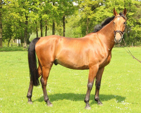 Pferd Landino Ivanhoe (Westfale, 2012, von Landlob)