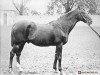 stallion Warren Hastings xx (Thoroughbred, 1874, from Citadel xx)