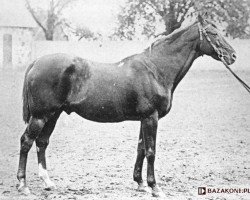 stallion Warren Hastings xx (Thoroughbred, 1874, from Citadel xx)