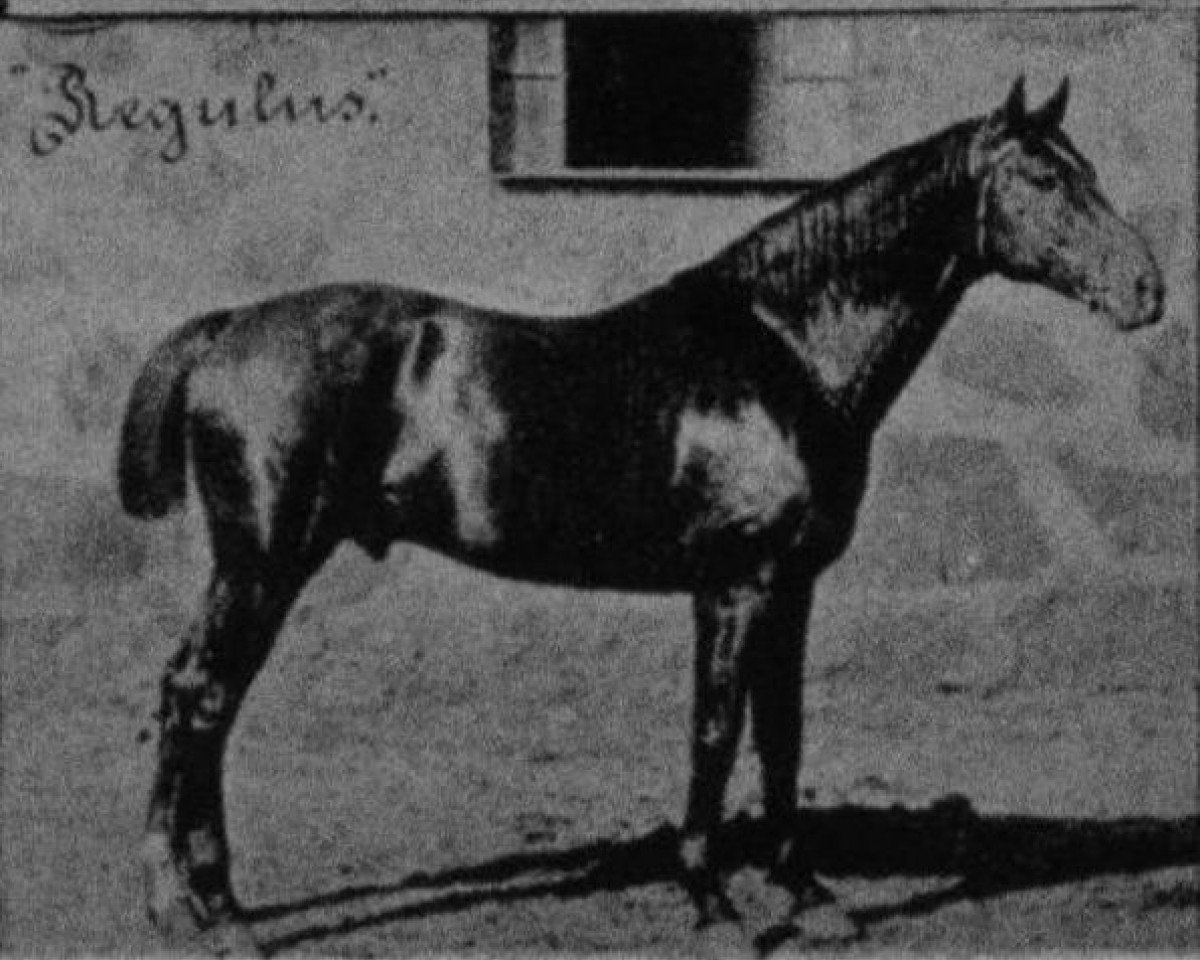 stallion Regulus (Hanoverian, 1894, from Peter xx)
