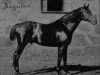 stallion Regulus (Hanoverian, 1894, from Peter xx)