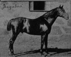 stallion Regulus (Hanoverian, 1894, from Peter xx)