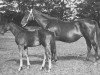 broodmare Cleo (Swedish Warmblood, 1918, from Couleur)