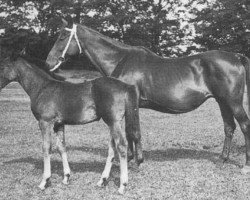 broodmare Cleo (Swedish Warmblood, 1918, from Couleur)