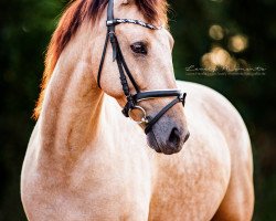 Dressurpferd Fireman Sam (Connemara-Pony, 2013, von Loughmor Macdara Og)