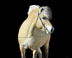 stallion Loebas (Fjord Horse, 2015, from Anton I-83)