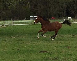 jumper Cornet's Alwin (Oldenburg show jumper, 2015, from Cornet's Prinz)