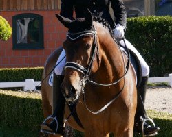 dressage horse Limes (Bavarian, 2006, from Limoncello I)