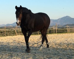 broodmare Chardonnaye (KWPN (Royal Dutch Sporthorse), 2007, from Jetset-D 145 FIN)