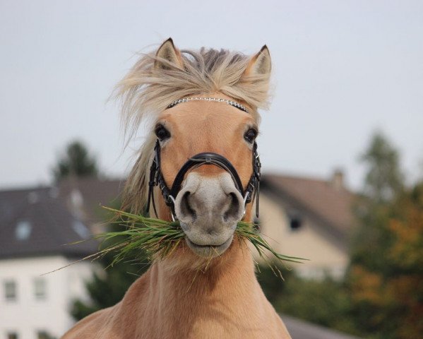 broodmare Inka (Fjord Horse, 1998, from Illiano)