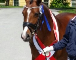 broodmare Shakira (German Riding Pony, 2012, from Classic Dancer I)