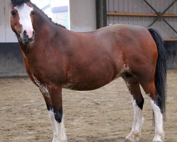 broodmare Flevozicht's Alexandra (Welsh mountain pony (SEK.A), 2003, from Vikarien's Jolyon)