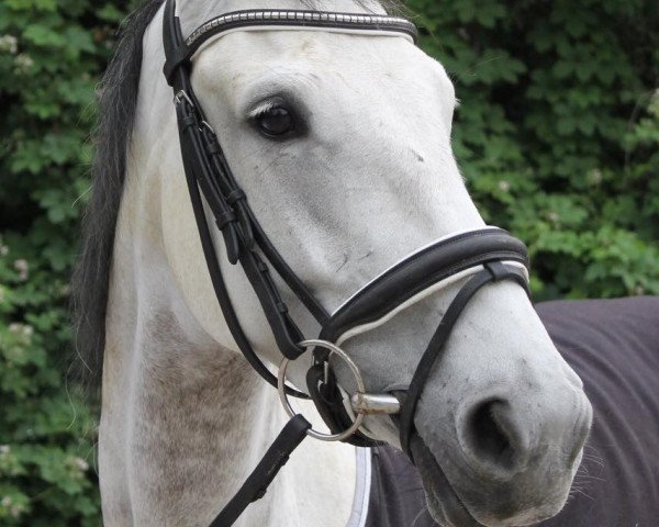 Springpferd Evita Z (KWPN (Niederländisches Warmblut), 2013, von E Star)