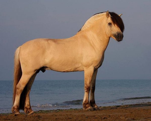 stallion Legolas (Fjord Horse, 2005, from Lenngard)