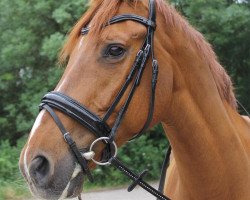 jumper De Lord K (KWPN (Royal Dutch Sporthorse), 2008, from Lord Z)