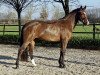 dressage horse Fee jolie (Hanoverian, 2017, from Frisco 217 FIN)