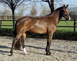 dressage horse Fee jolie (Hanoverian, 2017, from Frisco 217 FIN)