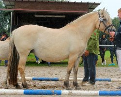 broodmare Lisa Halsnæs (Fjord Horse, 2006, from Granit Halsnæs)