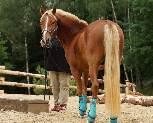 dressage horse Jasper 254 (Welsh-Pony (Section B), 2016)