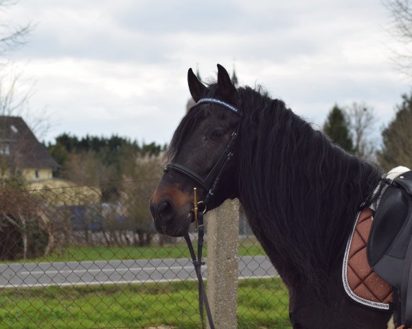 horse Silencioso VI (Andalusians/horse of pure Spanish race, 2012)